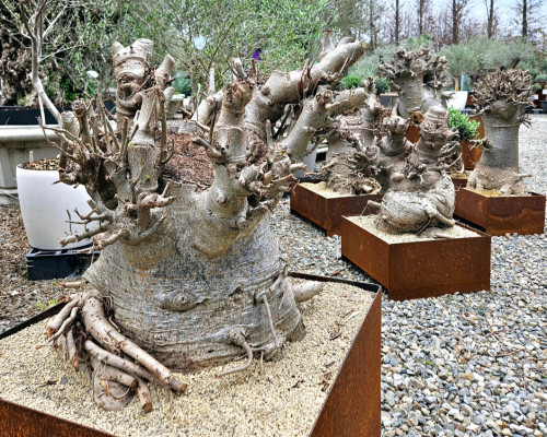 非洲猴麵包樹 BAOBAB TREE