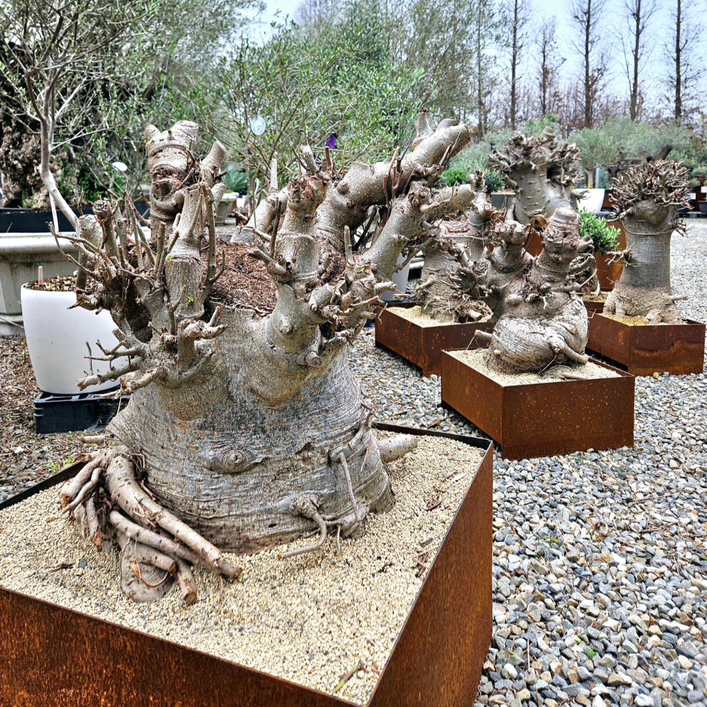 非洲猴麵包樹 BAOBAB TREE
