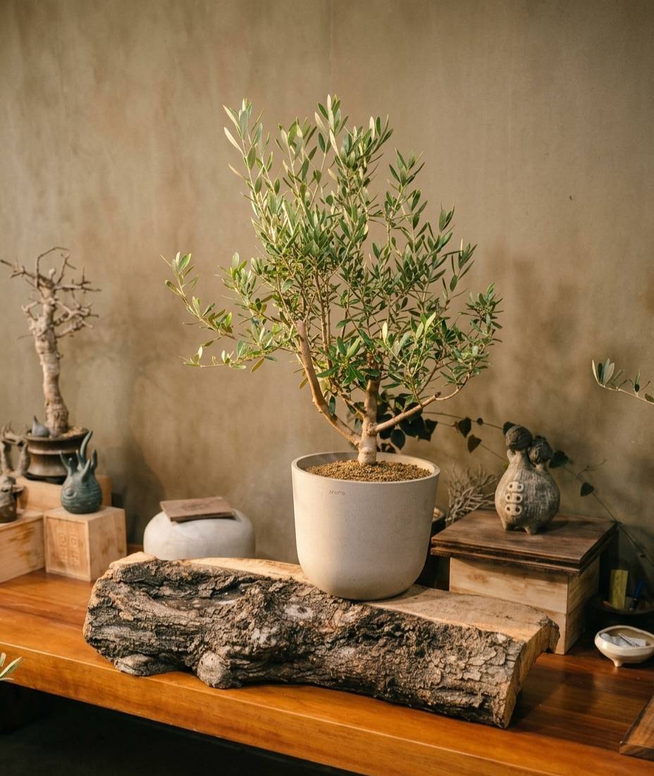 送禮盆栽:歐洲橄欖樹(銀葉橄欖樹)olive tree 0975-557275