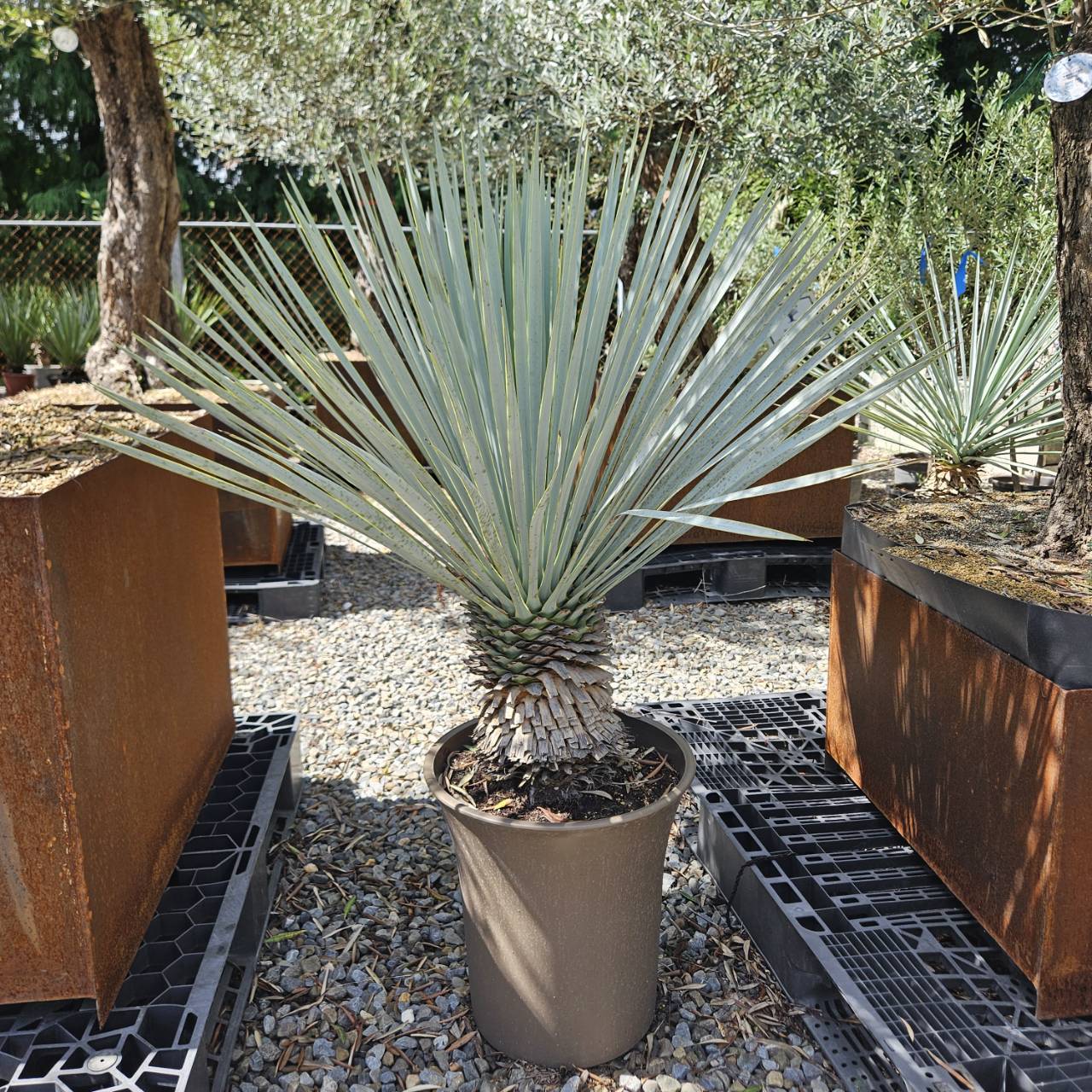 🌵#海灣園林農場現貨#喙絲蘭 #墨西哥藍草 🌵#喙絲蘭 #墨西哥藍草 #0維護沙漠綠植 歐洲原裝 空運進口 #海灣園林農場現貨