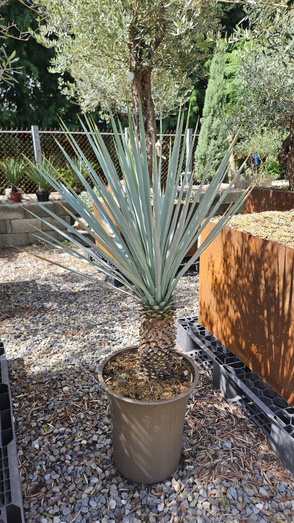 🌵#喙絲蘭 #墨西哥藍草 #0維護沙漠綠植 歐洲原裝 空運進口 #海灣園林農場現貨 🌵#海灣園林農場現貨#喙絲蘭 #墨西哥藍草