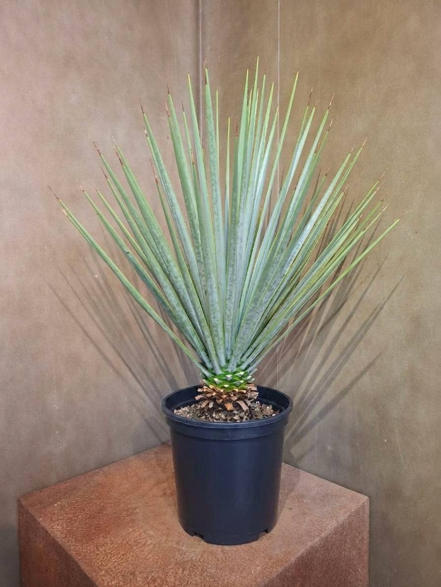 🌵#喙絲蘭 #墨西哥藍草 #0維護沙漠綠植 歐洲原裝 空運進口 #海灣園林農場現貨 入門款5000元款