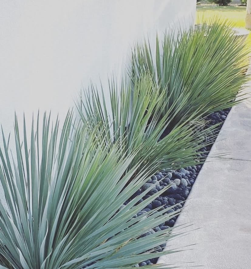 海灣園林Yucca rostrata墨西哥藍草 海灣園林 原裝進口 大量批發供應中...