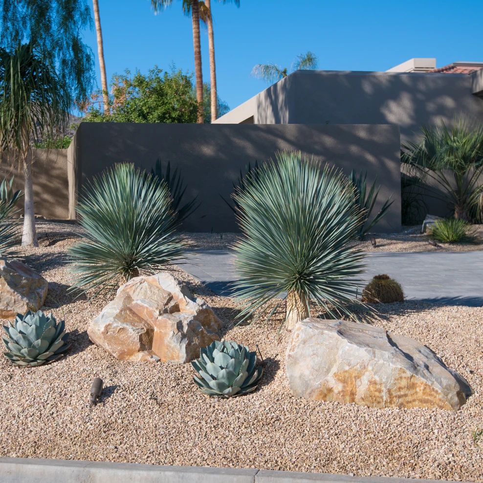 海灣園林🌵#喙絲蘭 #墨西哥藍草 #0維護沙漠綠植 海灣園林_庭園造景🌵#喙絲蘭 #墨西哥藍草 #0維護沙漠綠植