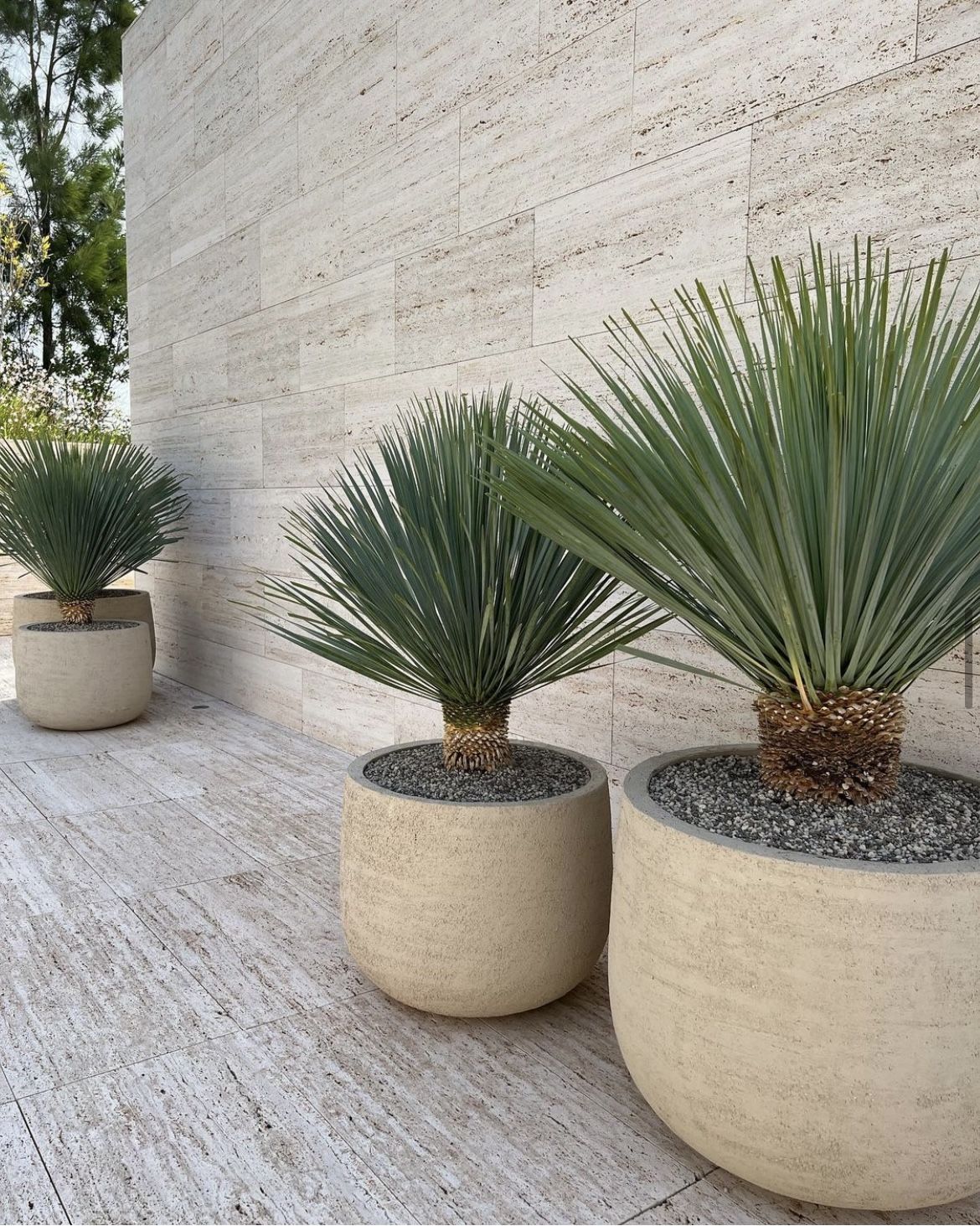 墨西哥藍草 海灣園林農場🌵#喙絲蘭 #墨西哥藍草 #0維護沙漠綠植 歐洲原裝 空運進口