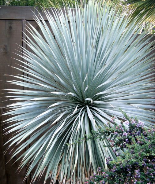 海灣園林Yucca rostrata墨西哥藍草 海灣園林農場🌵#喙絲蘭 #墨西哥藍草 #0維護沙漠綠植