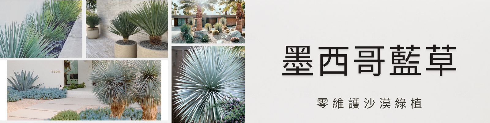 海灣園林Yucca rostrata墨西哥藍草 商業空間綠植栽規劃